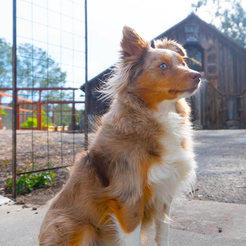 Mon joili CHien à moi